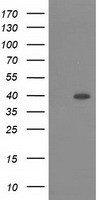 RASSF1 Antibody