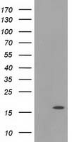 UBL4A Antibody