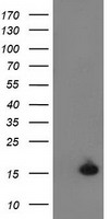 UBL4A Antibody