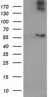 ACOT12 Antibody