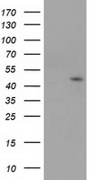 SERPINB4 Antibody
