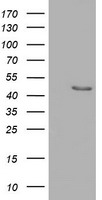 SERPINB4 Antibody