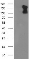 PDE2A Antibody