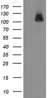 PDE2A Antibody