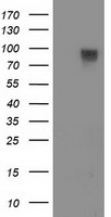 FAM40A Antibody