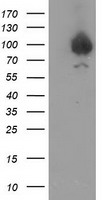 Gephyrin Antibody
