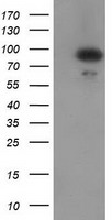 Gephyrin Antibody