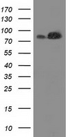 FAM40A Antibody