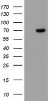 BCHE Antibody