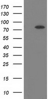BCHE Antibody