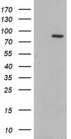 Gephyrin Antibody