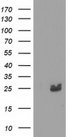 MMAB Antibody
