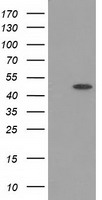PACSIN3 Antibody