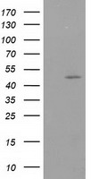 PACSIN3 Antibody