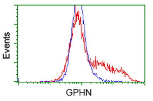 Gephyrin Antibody
