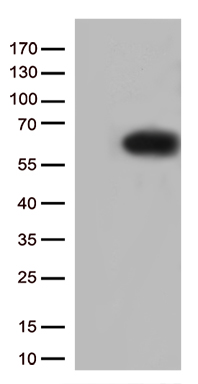 SQSTM1 Antibody