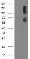 PPM1G Antibody