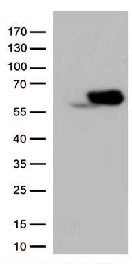 SQSTM1 Antibody