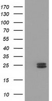 MMAB Antibody