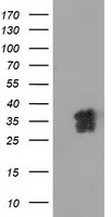 XLF Antibody