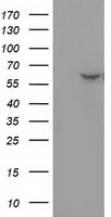 Dystrobrevin alpha Antibody