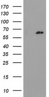 GCKR Antibody