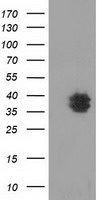 VSIG2 Antibody