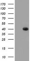 GALE Antibody