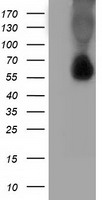 SQSTM1 Antibody