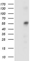 SQSTM1 Antibody