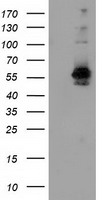 SNX8 Antibody
