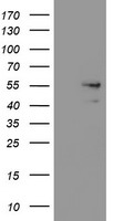 SNX8 Antibody