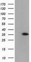 Annexin A3 Antibody