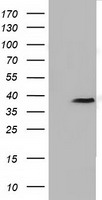 FKBPL Antibody