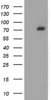 SAMHD1 Antibody