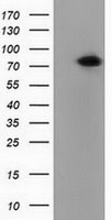 PUS7 Antibody