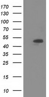 Syntrophin alpha 1 Antibody