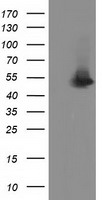 Syntrophin alpha 1 Antibody