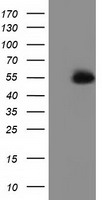 Syntrophin alpha 1 Antibody