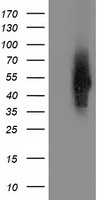 Syntrophin alpha 1 Antibody