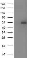 Syntrophin alpha 1 Antibody