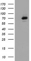 SAMHD1 Antibody