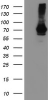 SAMHD1 Antibody