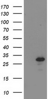 BIN3 Antibody