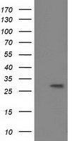 BIN3 Antibody