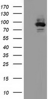 ALDH1L1 Antibody