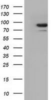 ALDH1L1 Antibody