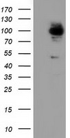 ALDH1L1 Antibody