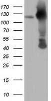 MICAL1 Antibody
