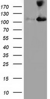 MICAL1 Antibody